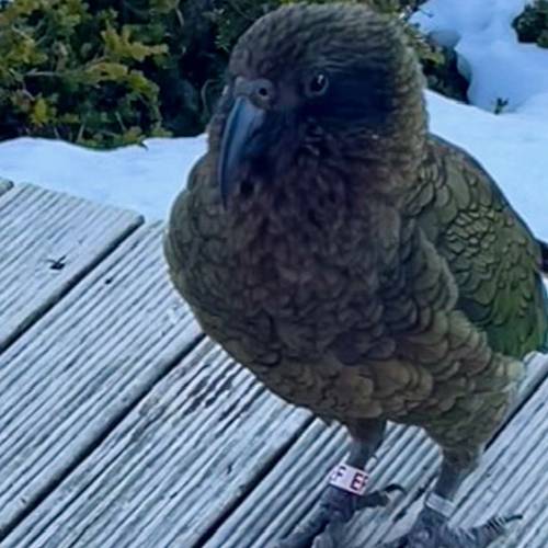 Probably a Male Sub-Adult kea