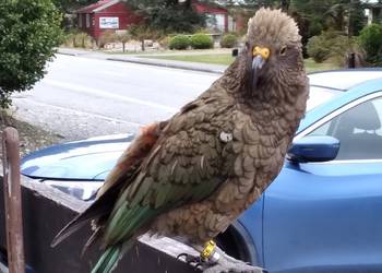 Probably a Female null kea