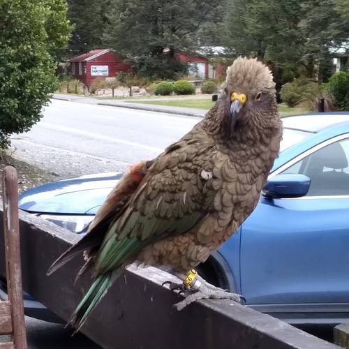 Probably a Female null kea