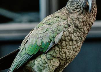 Probably a Male Adult kea