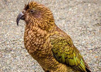 Probably a Male Adult kea