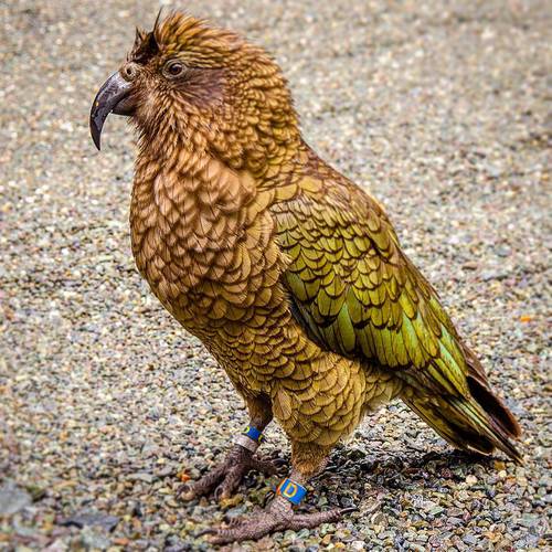 Probably a Male Adult kea