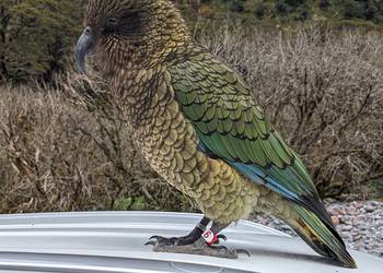 Probably a Male Adult kea