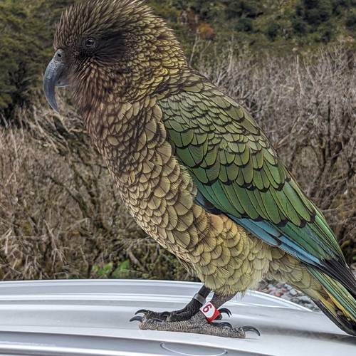 Probably a Male Adult kea