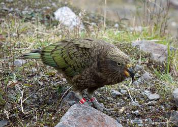 Probably a Female Adult kea