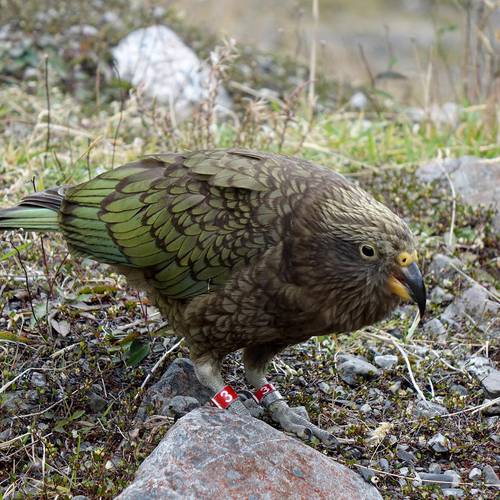 Probably a Female Adult kea