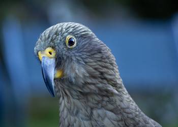 Probably a Female Adult kea