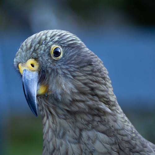 Probably a Female Adult kea