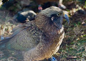 Probably a Male Adult kea