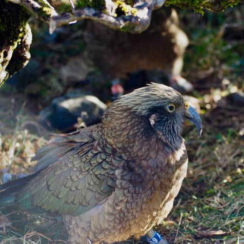 Probably a Male Adult kea