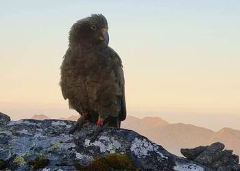 Probably a Male Sub-Adult kea