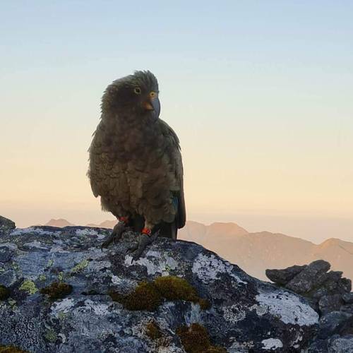 Probably a Male Sub-Adult kea