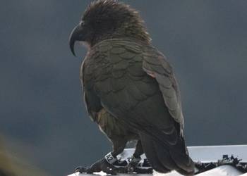 Probably a Male Adult kea