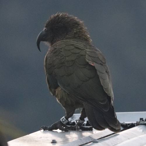 Probably a Male Adult kea