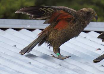 Probably a Female Adult kea