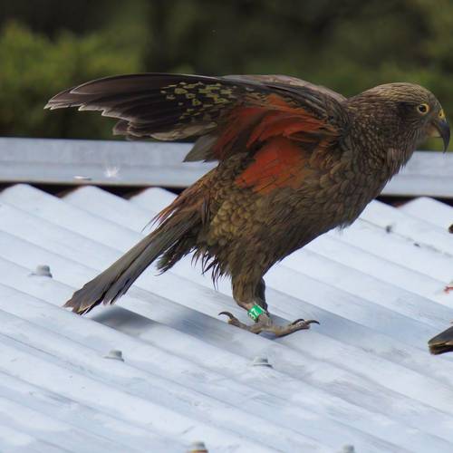 Probably a Female Adult kea
