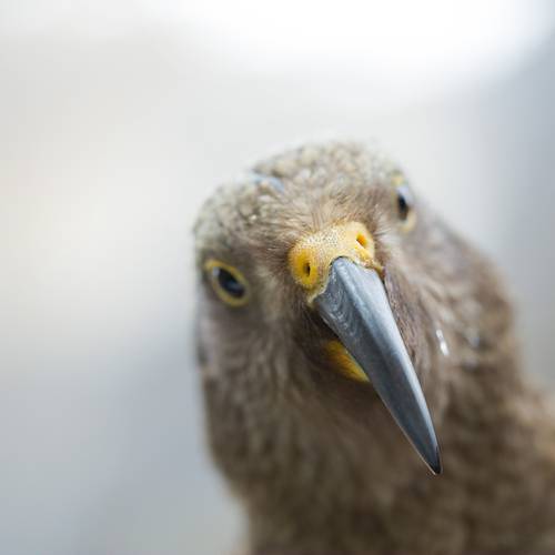 Probably a Female Adult kea