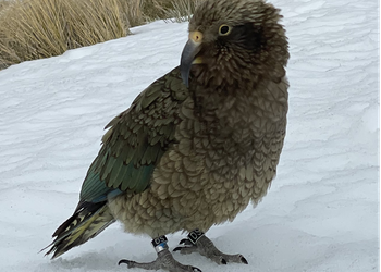 Probably a Male Adult kea
