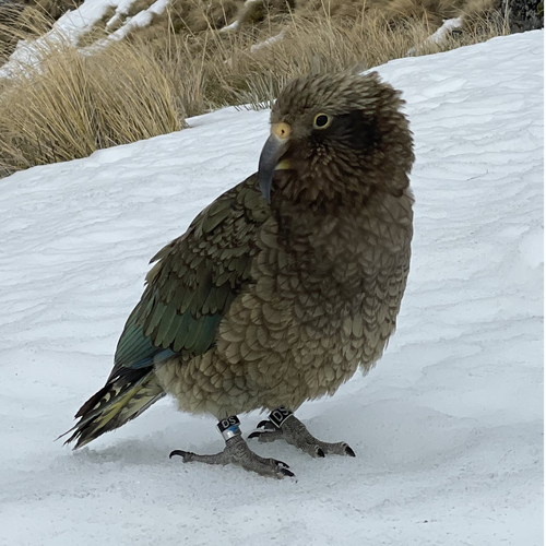 Probably a Male Adult kea