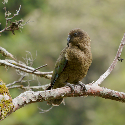 Probably a Male Adult kea