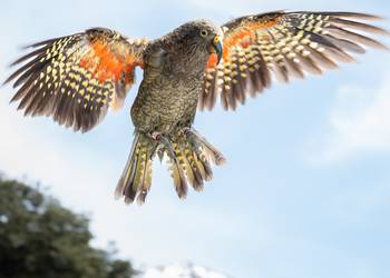 Probably a Male Adult kea