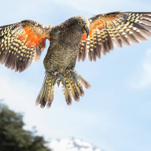 Probably a Male Adult kea