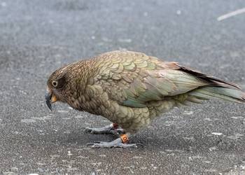 Probably a Female Sub-Adult kea