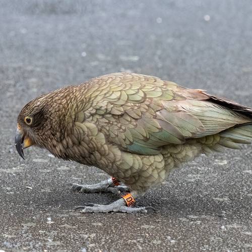 Probably a Female Sub-Adult kea