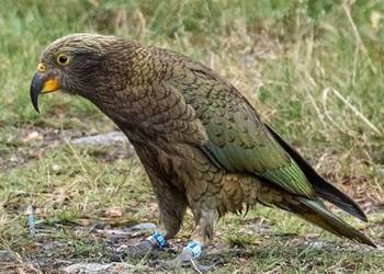 Probably a Male null kea