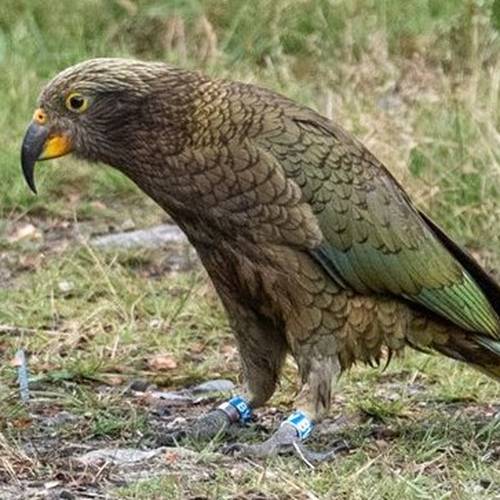 Probably a Male null kea