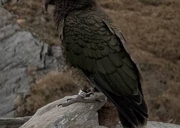 Probably a Male Sub-Adult kea