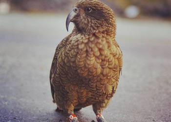 Probably a Male Adult kea