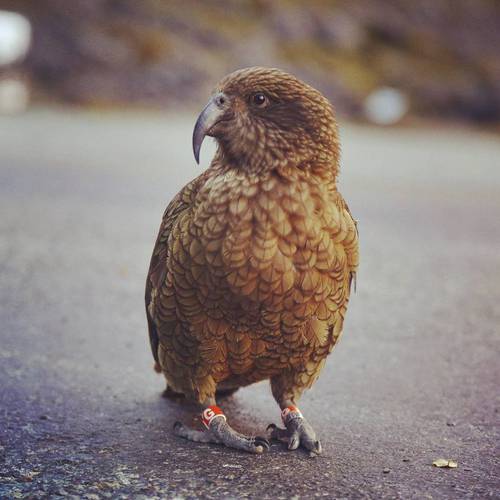 Probably a Male Adult kea