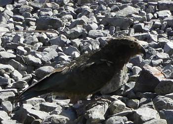 Probably a Male Adult kea