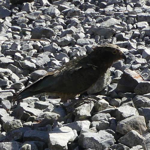 Probably a Male Adult kea