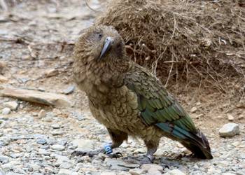 Probably a Female Adult kea