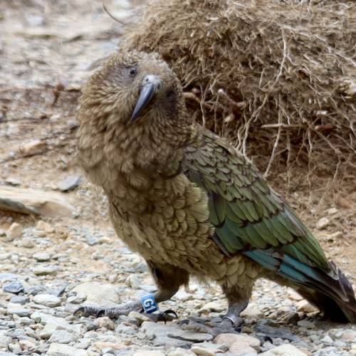 Probably a Female Adult kea