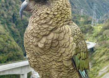 Probably a Male null kea