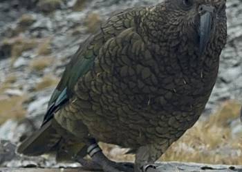 Probably a Male Adult kea