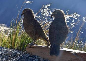 Probably a Male Adult kea