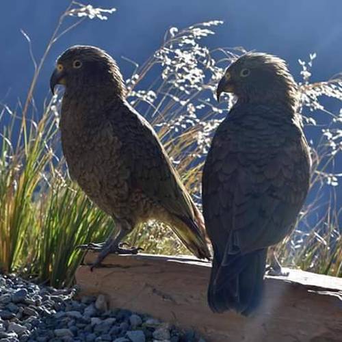 Probably a Male Adult kea