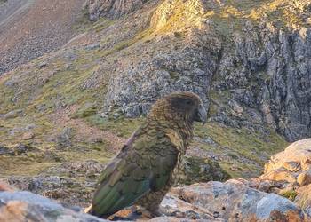 Probably a Female Adult kea