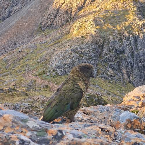 Probably a Female Adult kea