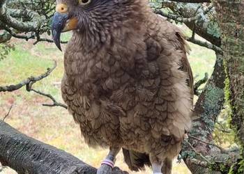 Probably a Male Adult kea
