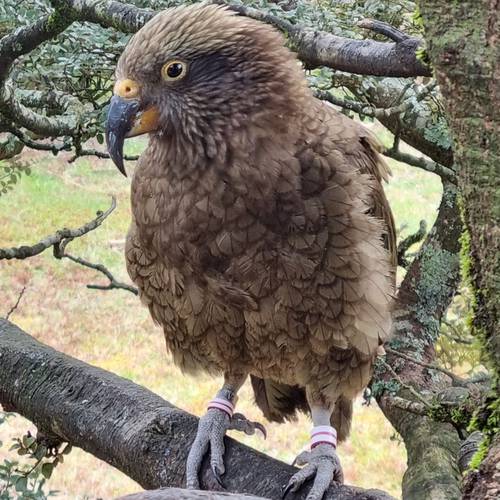 Probably a Male Adult kea