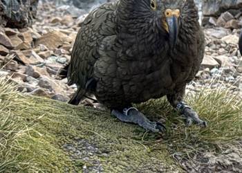 Probably a Male Juvenile kea