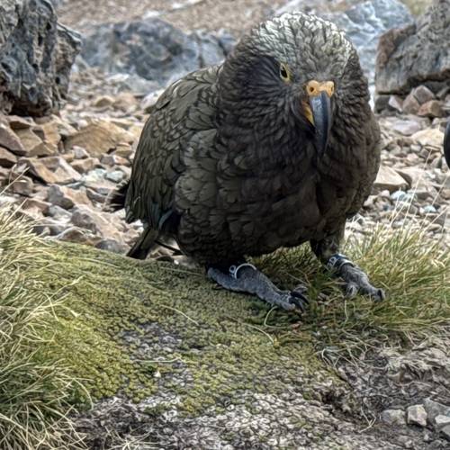 Probably a Male Juvenile kea