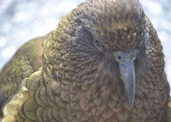 Probably a Female Adult kea