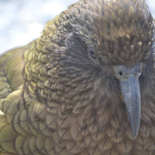Probably a Female Adult kea