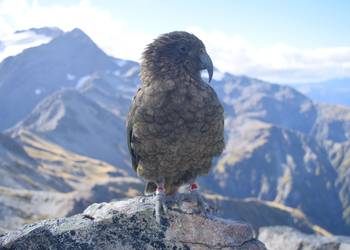 Probably a Male Adult kea